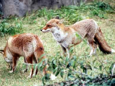 動物図鑑・アカギツネ