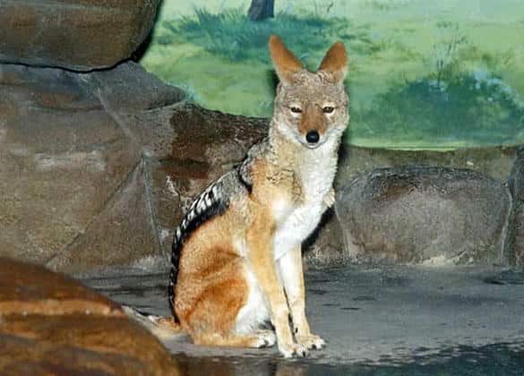 動物図鑑・セグロジャッカル