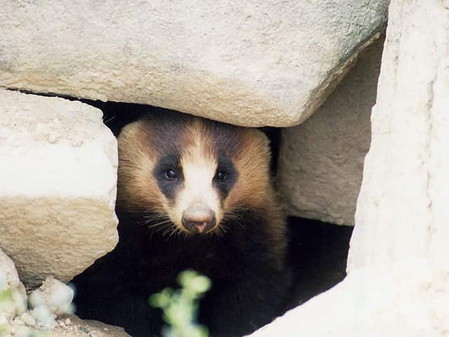 動物図鑑、アナグマ