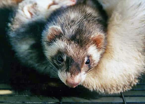 動物図鑑・フェレット