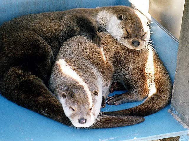 動物図鑑、カワウソ