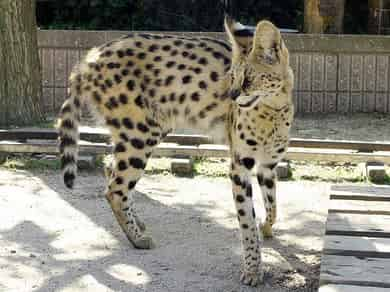 動物図鑑・サーバルキャット