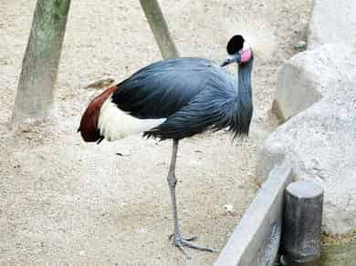 動物図鑑・カンムリヅル